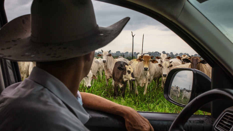 The single crushing problem American cattle ranchers wish Trump would fix instead