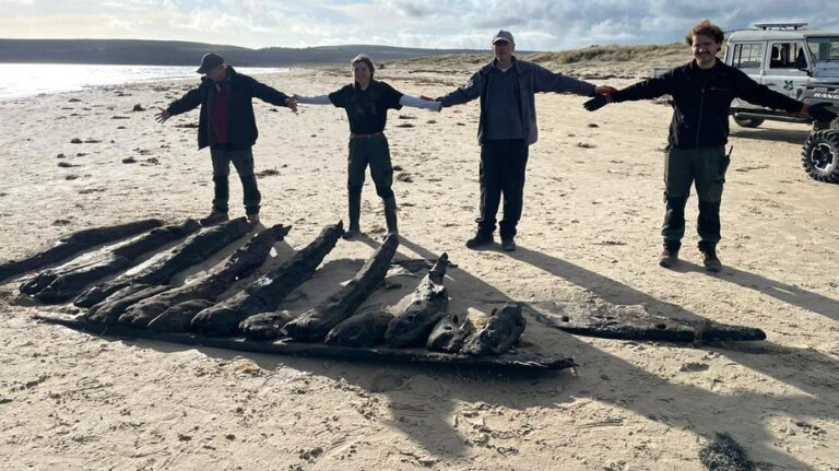 Winter storms reveal possible 17th-century shipwreck tied to armed Caribbean voyages
