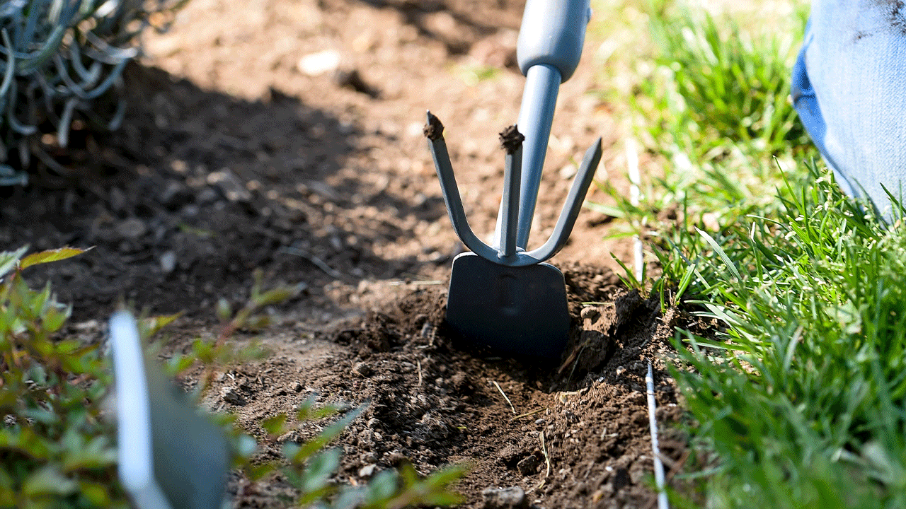 VICTORY GARDEN: Cut grocery bills and healthcare costs with one simple backyard habit