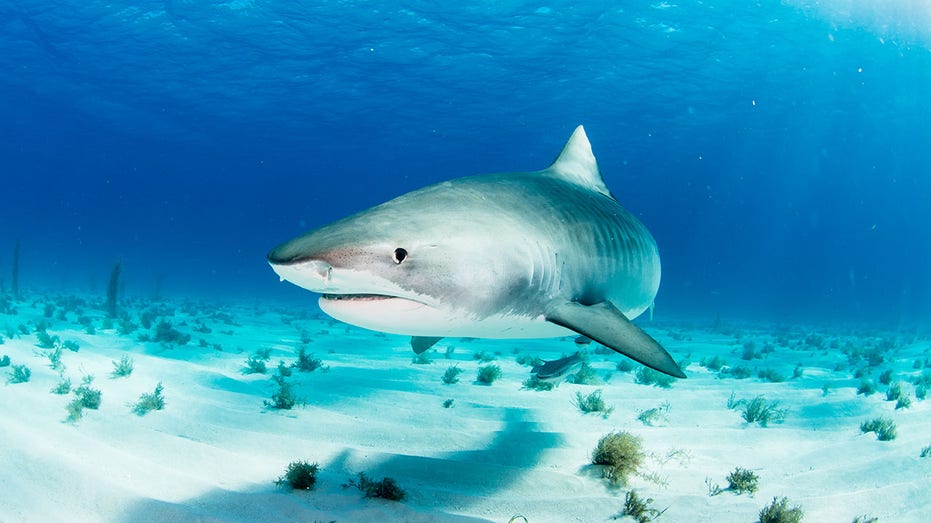Sharks in Bahamas found to have cocaine and other drugs in their systems, study says