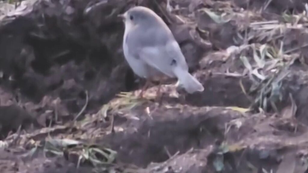 Wildlife photographer captures footage of 'extremely rare' white robin
