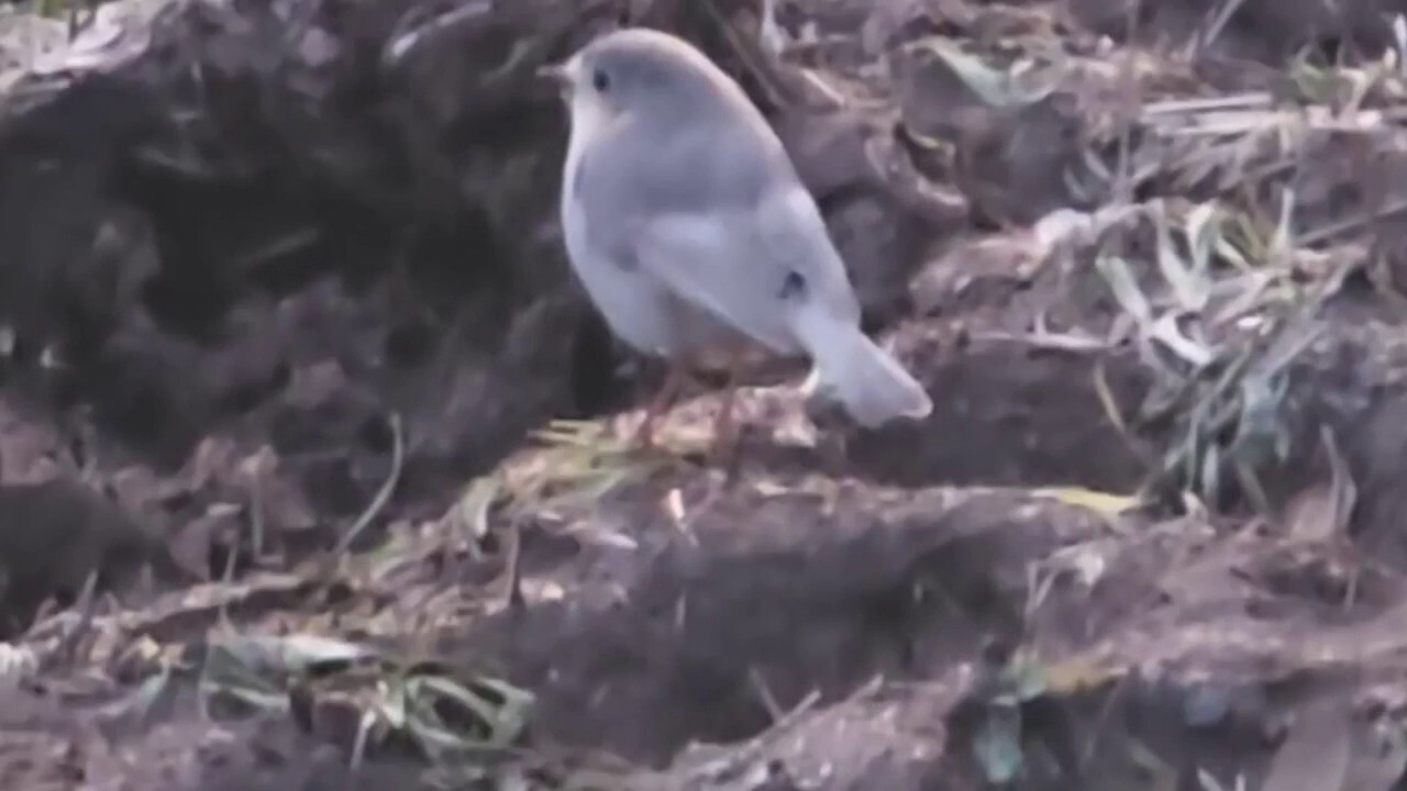 Wildlife photographer captures footage of 'extremely rare' white robin