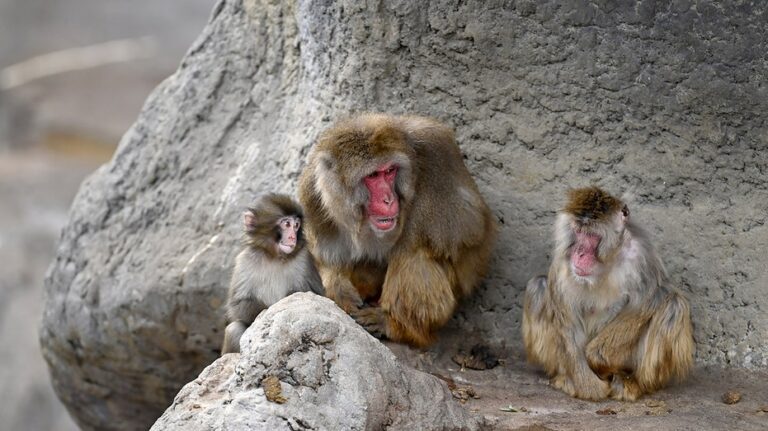 Punch the monkey, viral star, experiences dramatic breakthrough among zoo mates