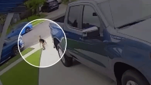 California 4-year-old boy survives attack by coyote that bit and tried to drag him away
