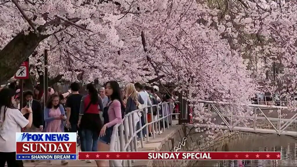 Japan gifts 250 cherry trees to the US in honor of the nation’s 250th anniversary