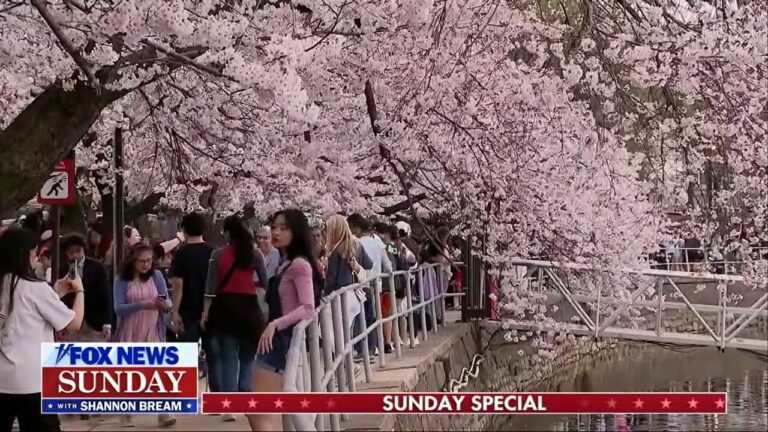 Japan gifts 250 cherry trees to the US in honor of the nation’s 250th anniversary