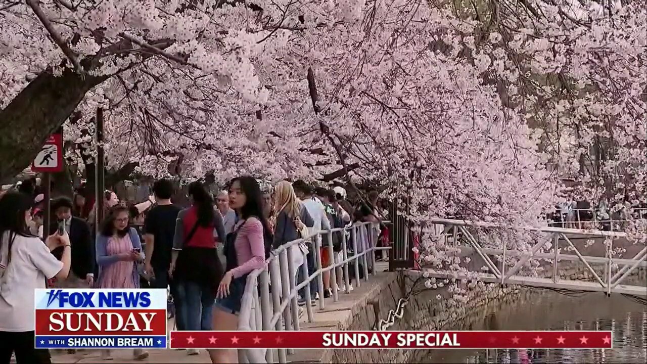 Japan gifts 250 cherry trees to the US in honor of the nation’s 250th anniversary