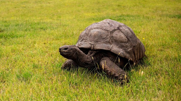 World’s oldest known land animal alive after viral death hoax fools thousands