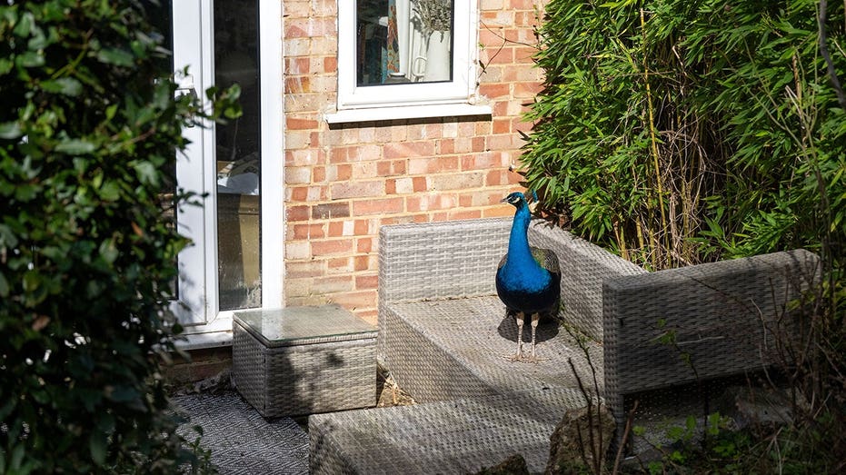 Hungry peacock taps on windows for food, helps himself to fruit and peanuts in neighborhood homes
