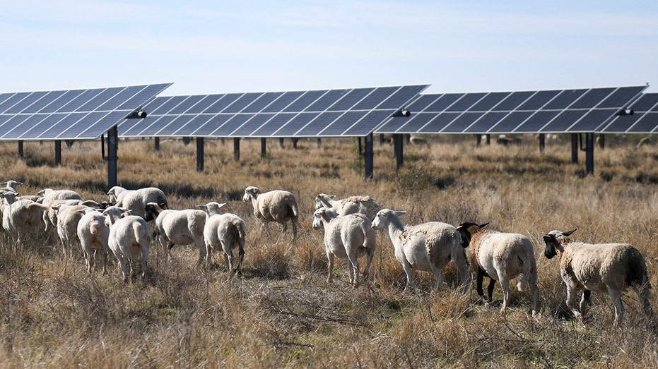 Red states are the ones going green and winning the clean energy race