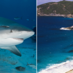 Spearfisherman killed by suspected 15-foot shark after third fatal attack in less than a month