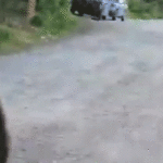 Woman stalked by charging bear on morning dog walk captures terrifying encounter on camera