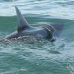 Shark sightings spike near America's beaches as July 4 crowds head to shore for weekend